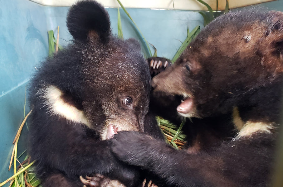 Five bear cubs rescued in a day!