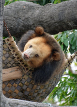 Load image into Gallery viewer, Bear Hammock donation