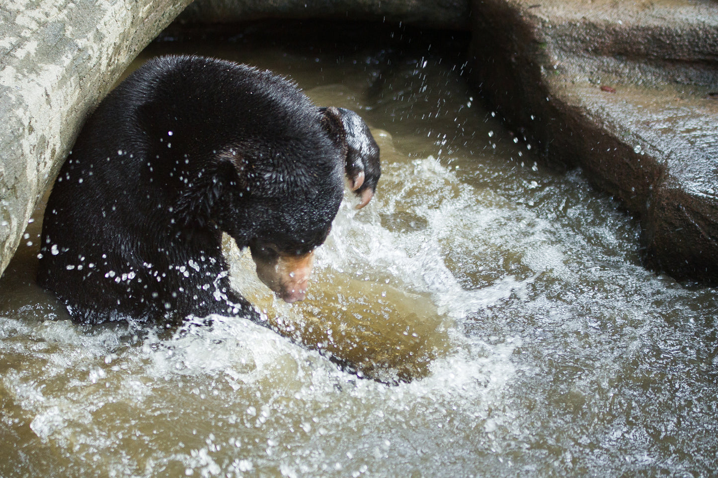 Bathing Pool donation