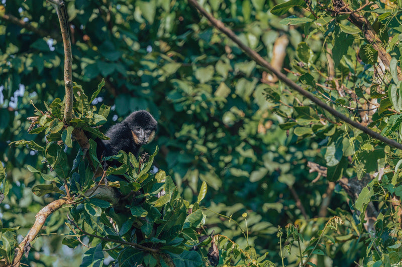 An innovative new home for rescued bears – and gibbons!