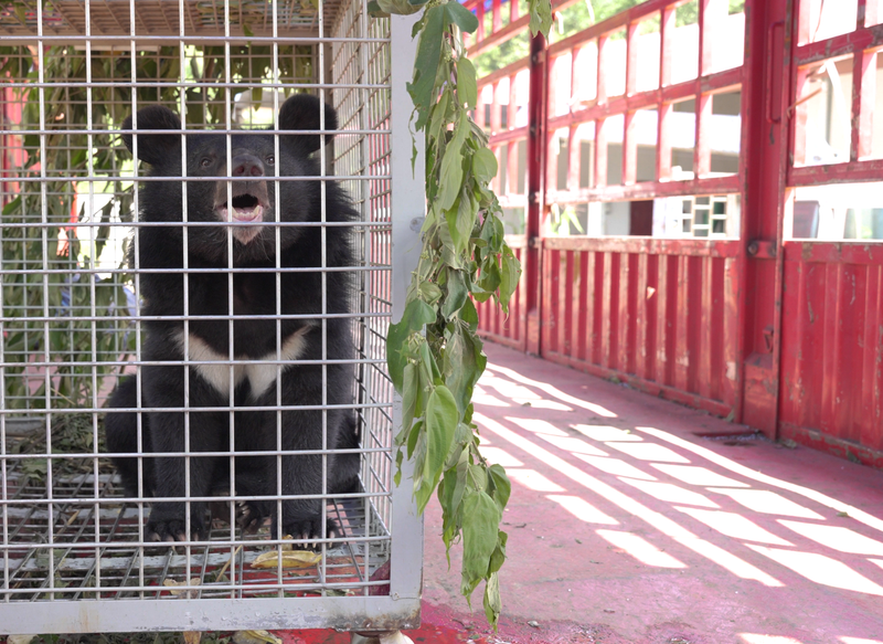 27 moon bears rescued from illegal bile farm