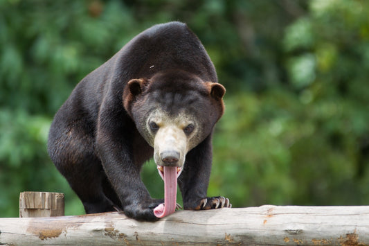 Why Studying Bears in Sanctuaries Matters