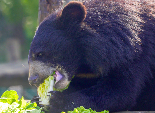 How much does a bear eat in a week?