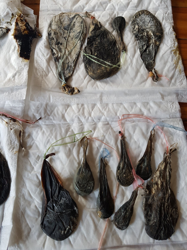 Understanding the Use of Bear Parts in Traditional Khmer Medicine