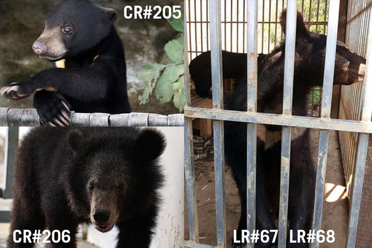 A ROARING start for 2019 RESCUES