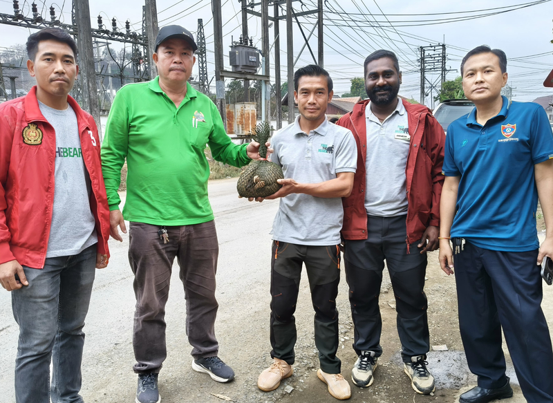 Quick-thinking tourist stops wildlife trafficking attempt of a pangolin in Laos