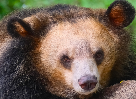 Bears' Print November 2025