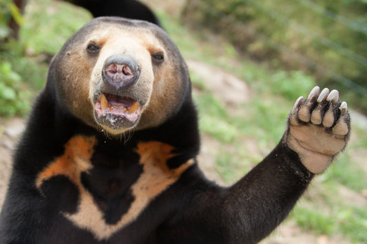 Scientists Unite to Protect Sun Bears