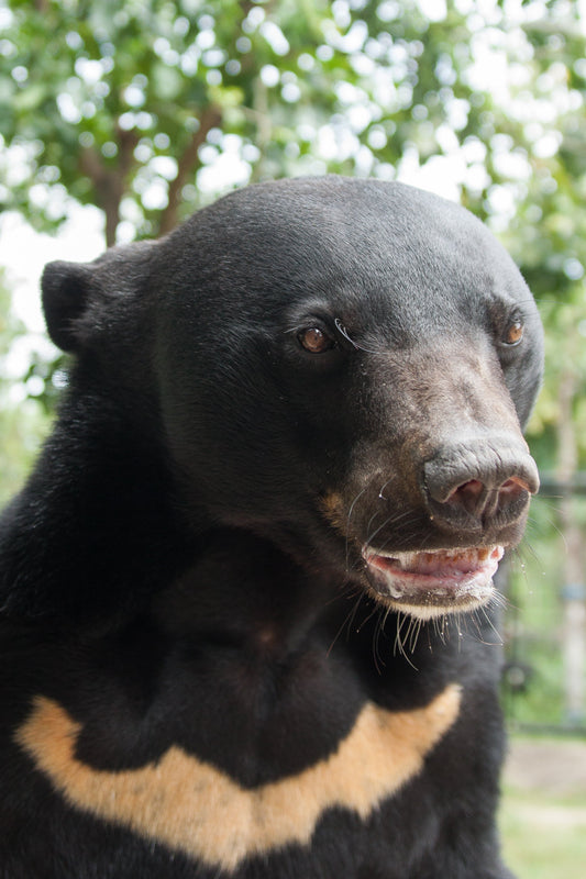 A Rare Hybrid Bear Discovery