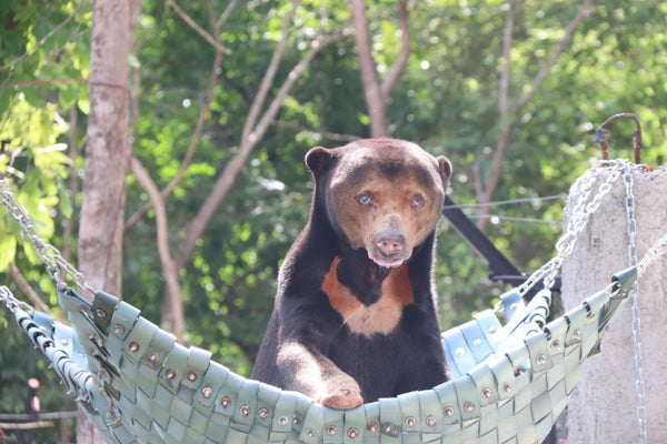 Opening an intensive care facility for rescued bears in Cambodia
