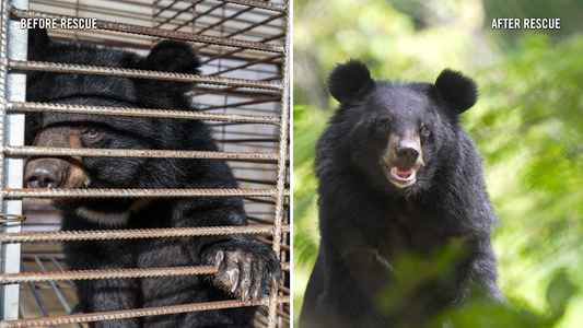 Moon bears rescued from illegal bile farm feel the grass on their paws for the first time