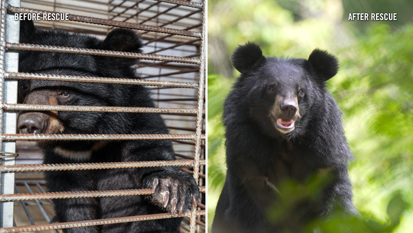Moon bears rescued from illegal bile farm feel the grass on their paws for the first time