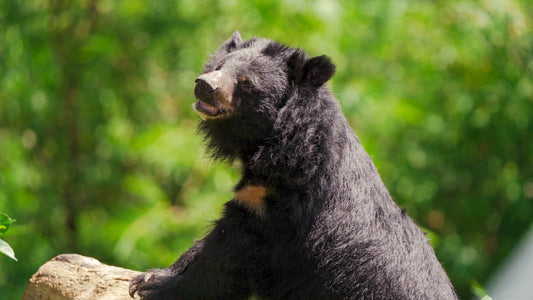 Where Do Vietnam’s Bears Still Survive?