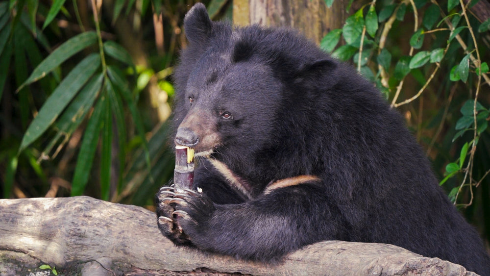 Understanding People, to Protect Bears