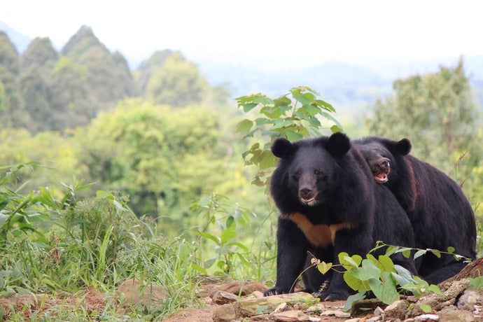 Bear bile farming - 2024 status