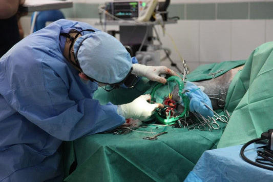 The World’s First Brain Surgery for a Bear