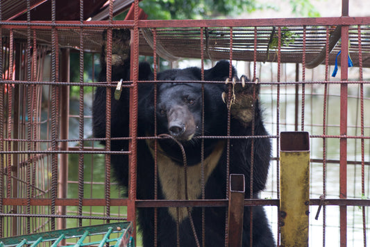 How Will the End of Bear Bile Farming in Vietnam Affect Wildlife Conservation?