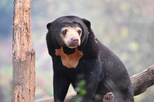 Why Every Sun Bear’s Chest Mark Is Unique