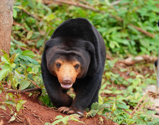 Rescued sun bears move into their new forest home, with House 12 now open!