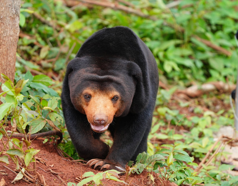Rescued sun bears move into their new forest home, with House 12 now open!