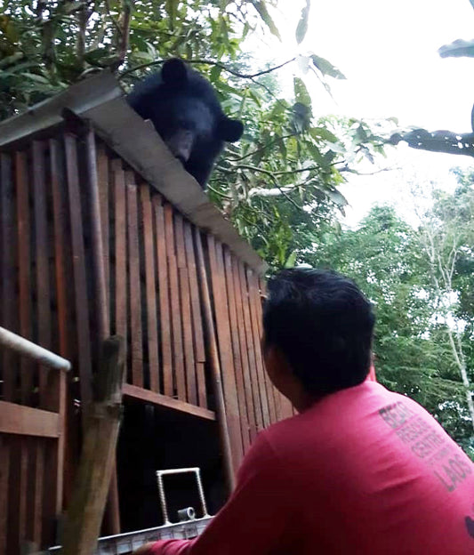Record Rooftop Rescue and Panda Palace