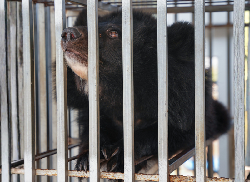 Young disabled moon bear rescued in Laos