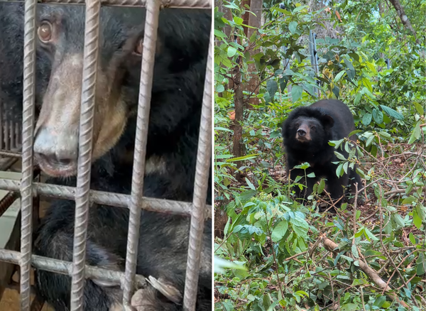 Kala's Journey – From the bile farm to fresh forest berries