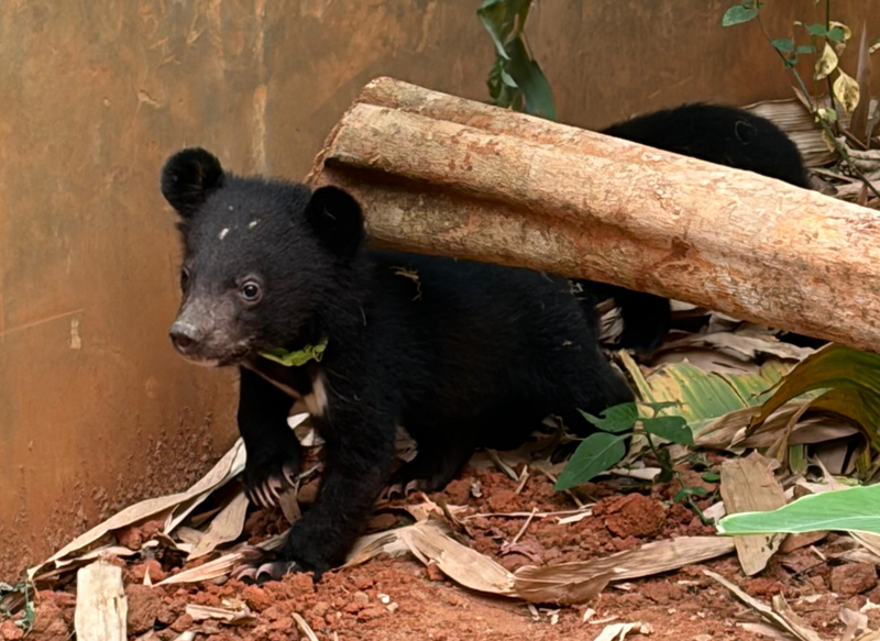 A hopeful next step for rescued moon bear cub sisters