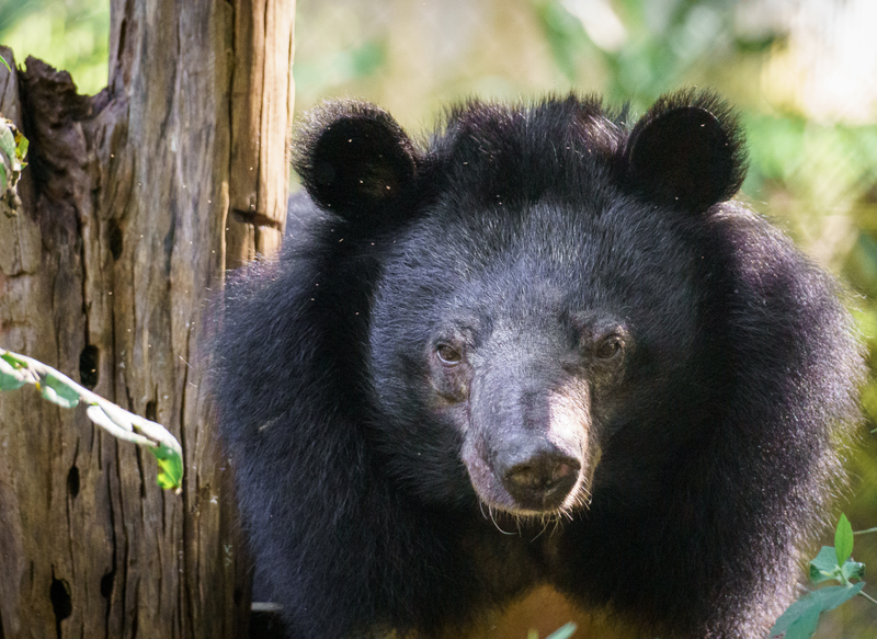 Special care for elderly rescued bears