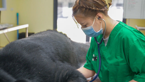 The next generation of wildlife vets in Laos