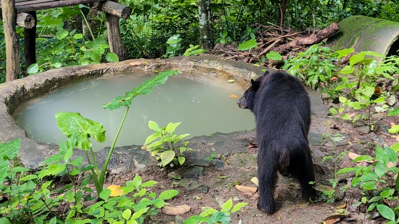 After 9 years in cages, five rescued moon bears step into the forest!