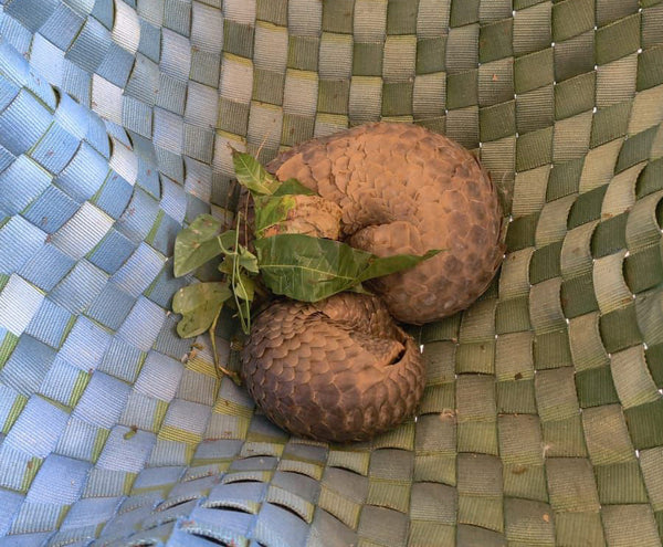 Savannakhet Wildlife Rescue Station welcomes its first rescues