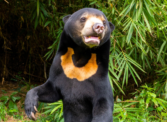 Big milestone for little Pooh