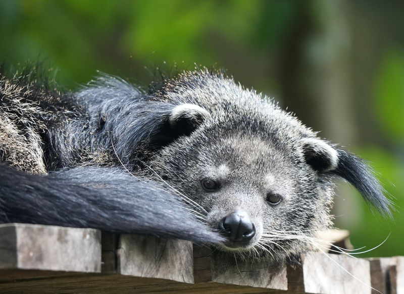Help us name this sweet binturong