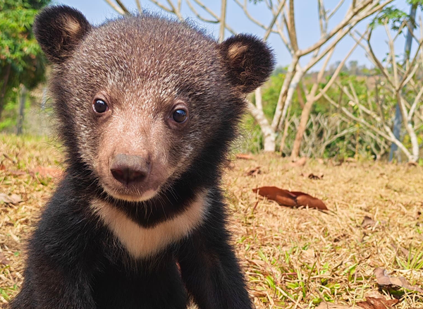 Two tiny moon bears rescued from wildlife traders