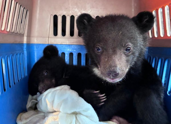 Two moon bear cubs rescued from Facebook sale in Laos, in illegal wildlife trade sting