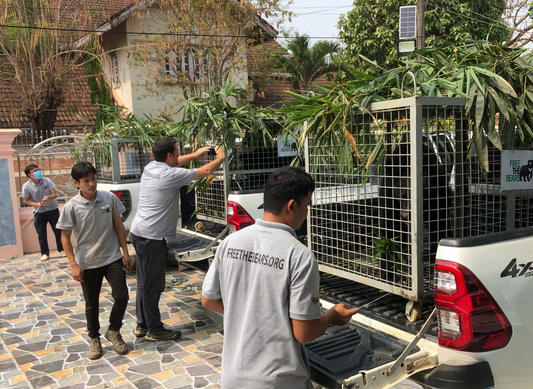 Liberation day for 3 moon bears, with the first ever bile farm closure in Laos