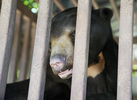 Young sun bear rescued just in time