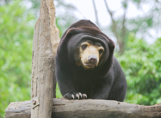 Students invited to design our new bear house