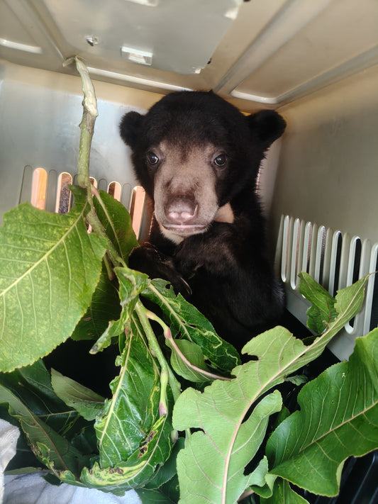 5 bear cubs just rescued!