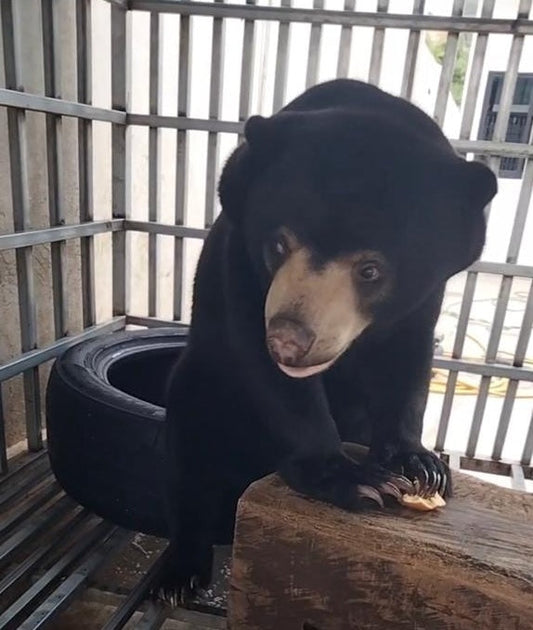 Sun bear cub rescued from the illegal wildlife trade in Cambodia