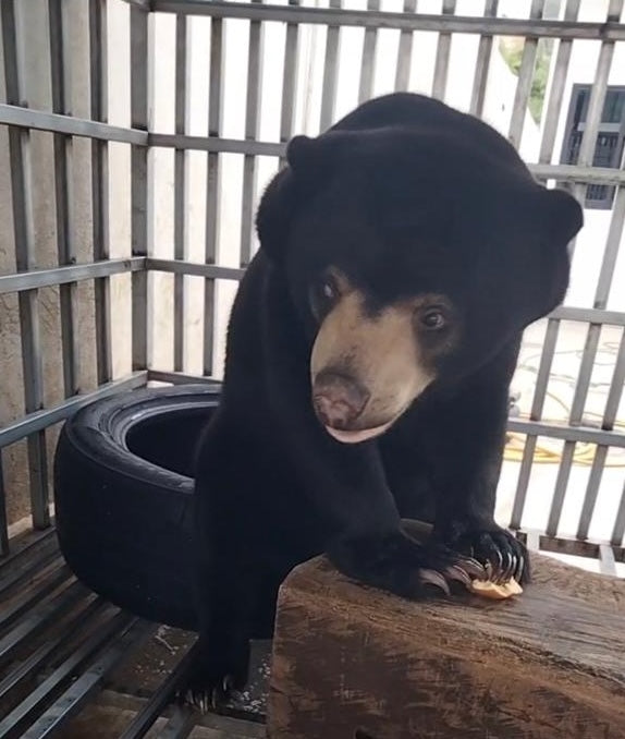 Sun bear cub rescued from the illegal wildlife trade in Cambodia