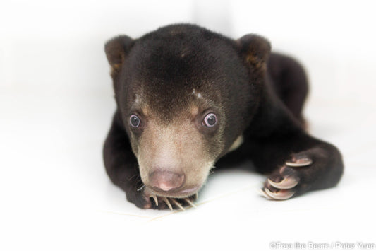 Sun Bears Reproduce All Year Round!