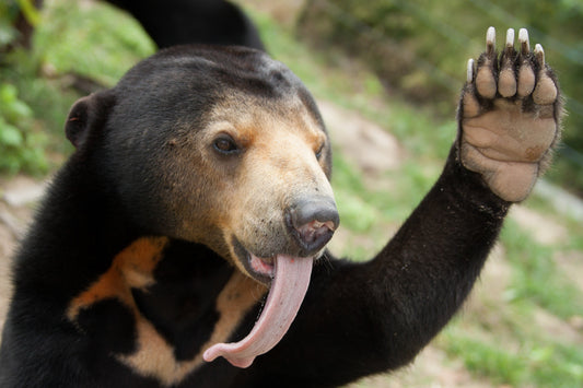 Students around the world help design our new sun bear house