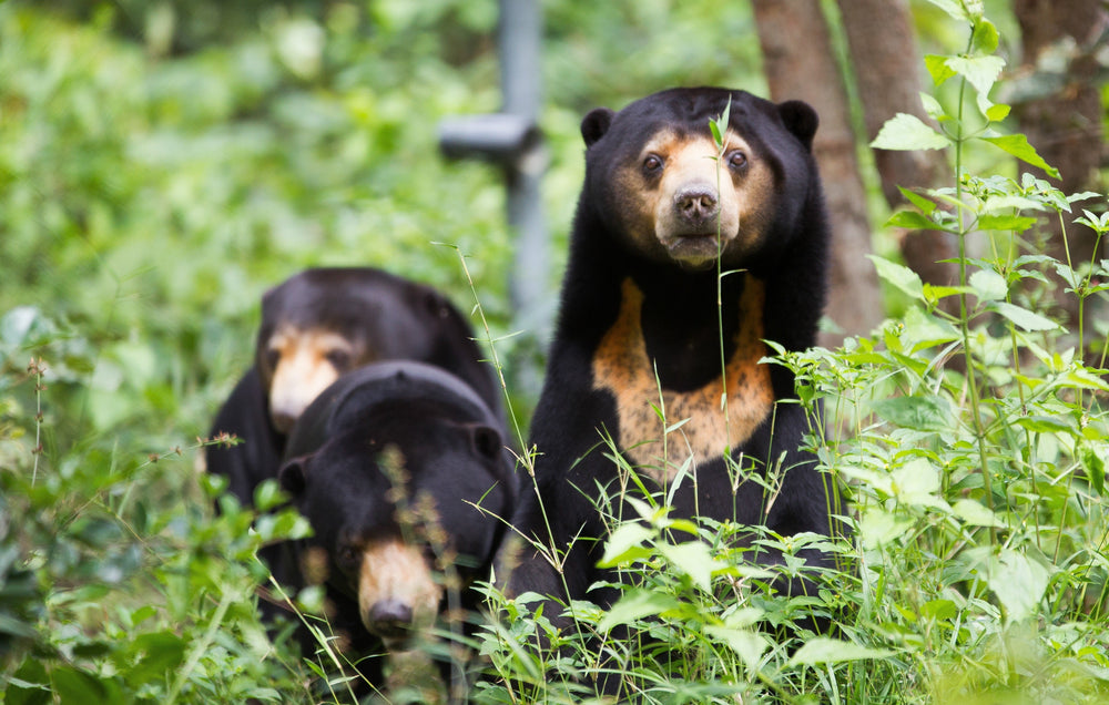 Global bear conservation requires local action