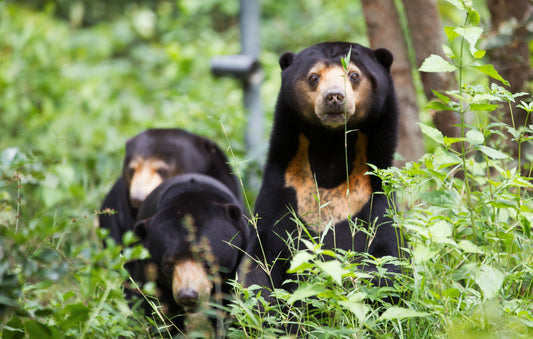 Global bear conservation requires local action