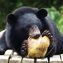 Load image into Gallery viewer, Enrichment mix donation