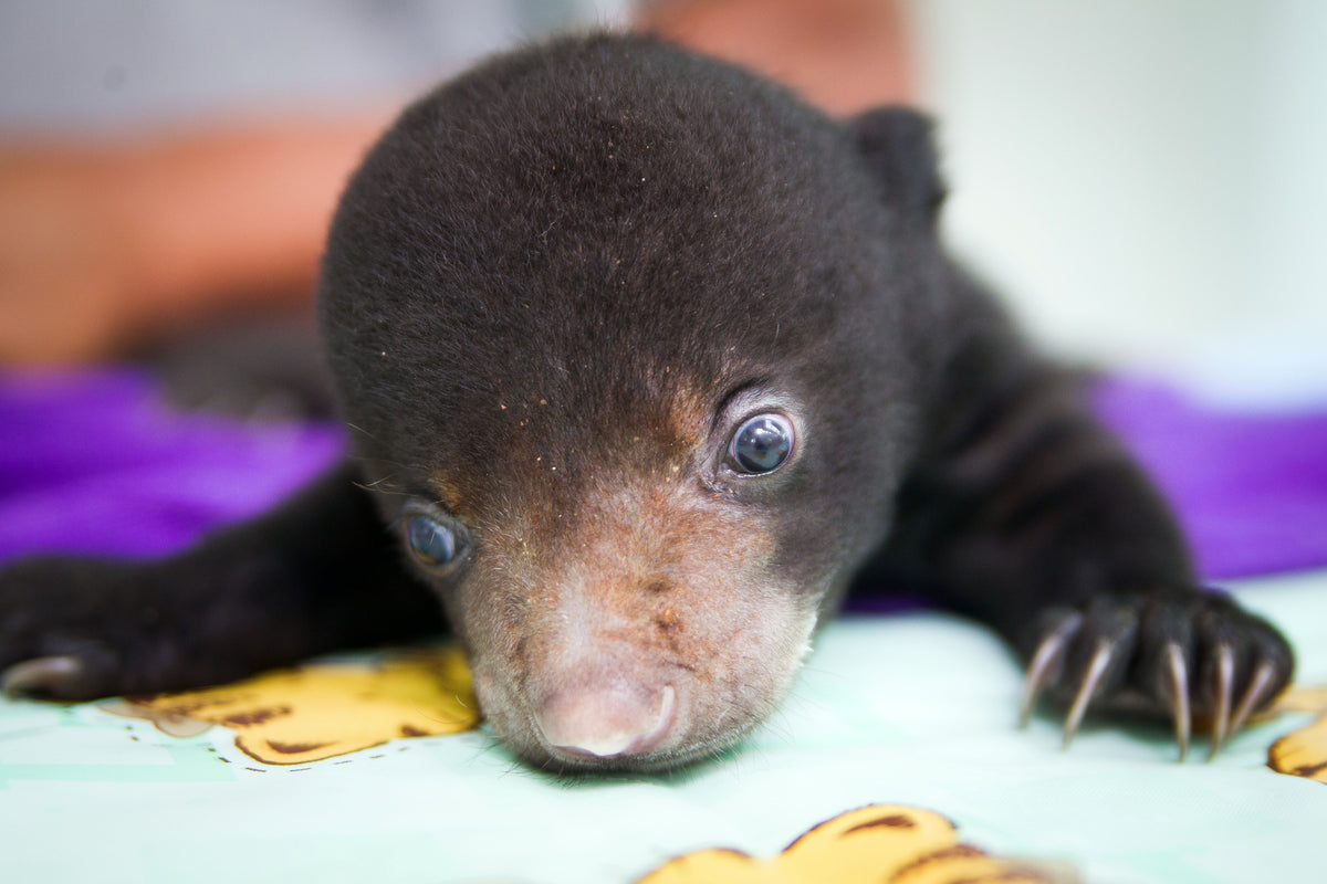 Cudbear Color Cub Care Kit donation – Free the Bears