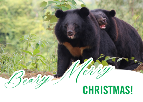 Beary Merry Christmas E-card (emailed to a loved one)