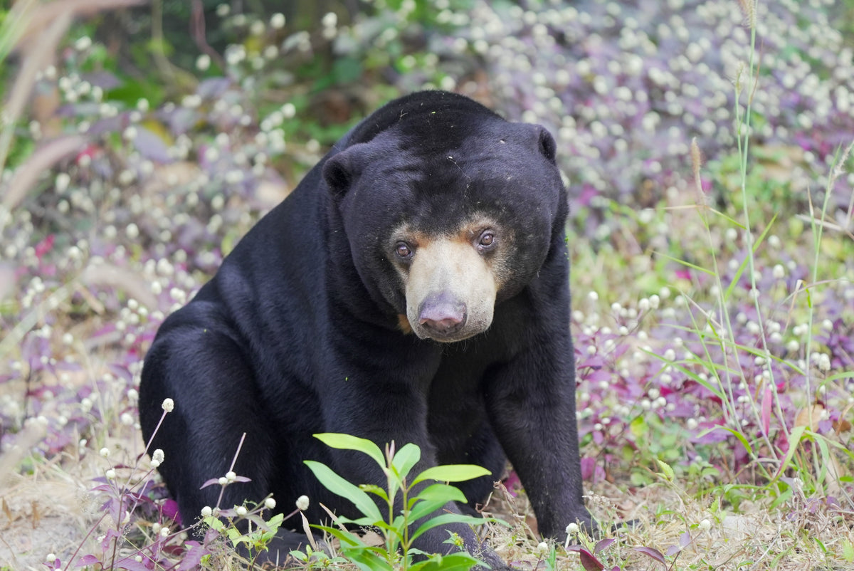 Sun bear in a natural setting with greenery and flowers